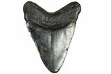 Bargain, Fossil Megalodon Tooth - Georgia #151517-1